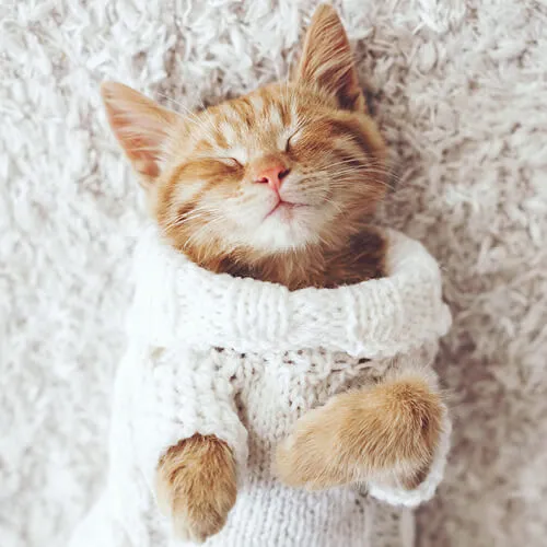 Pet perfect carpet | Everlast Floors