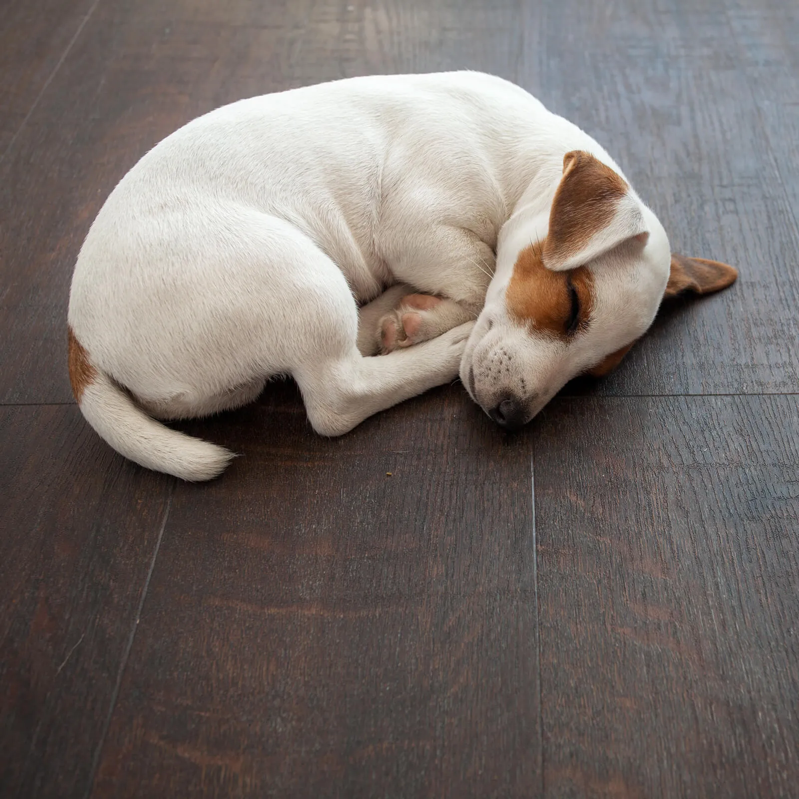 Pet perfect Vinyl flooring | Everlast Floors